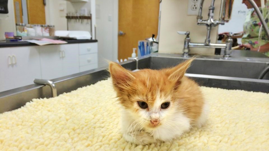 kitten at the vet